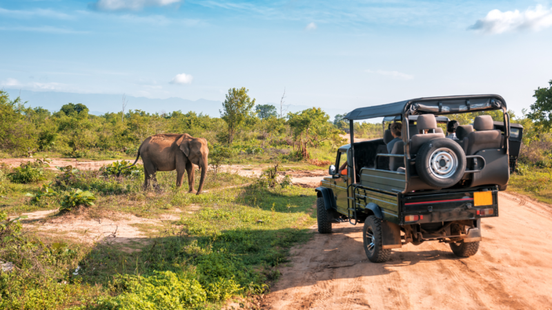 Exploring the New Wave of African Safari Adventures: Luxury, Eco-Consciousness, and Cultural Deep Dives
