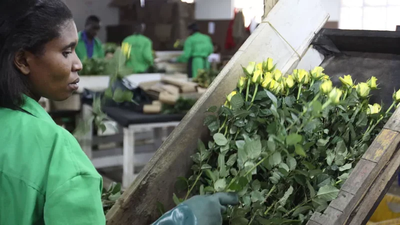 UK Removes Tariffs on Flower Shipments from East Africa to Promote Trade