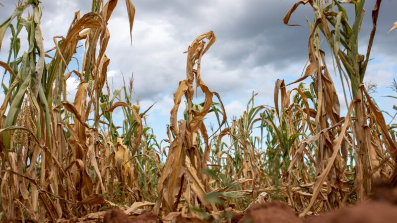 Zimbabwe: Drought Linked to El Nino Threatens Maize Yield