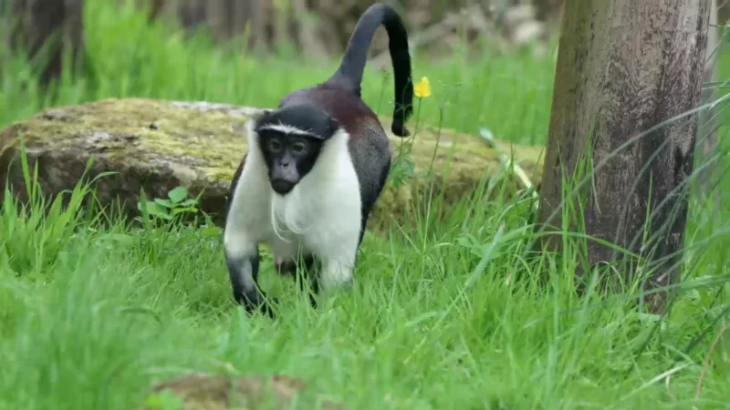 West African Roloway Monkeys, One Of The Most Endangered Species, Arrive At UK Zoo.