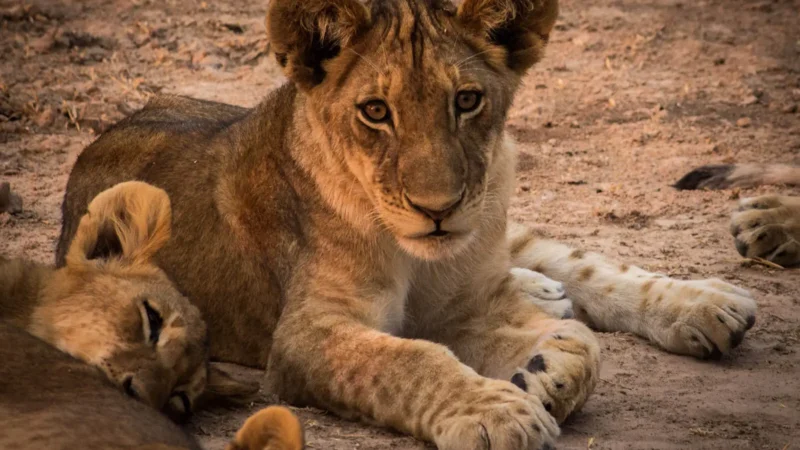 In South Africa, Six Lion Cubs Race To Keep Up With Their Mother