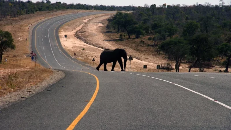 The Second Elephant Attack In Zambia This Year Claimed The Life Of A Us Tourist