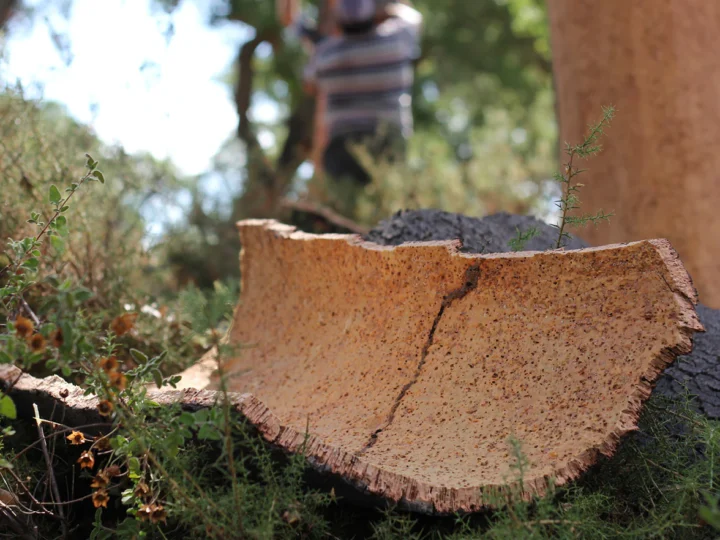 Morocco is Testing a New, more Effective Method of Cork Collecting