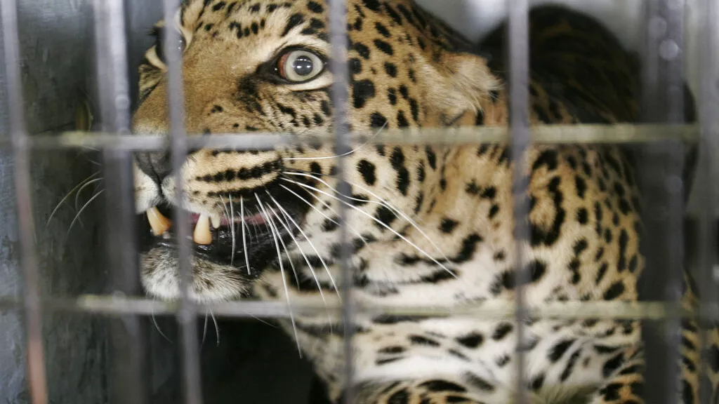 At The South African Air Force Base, A Leopard Assaults Men