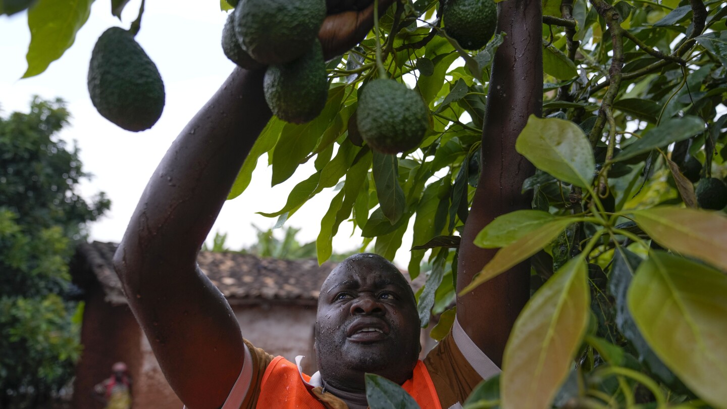 Farmers in Burundi Organise to Demand fair Pricing for their Avocados