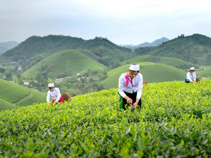 The World Food Forum Begins by Urging the Development of Inclusive Agrifood Systems