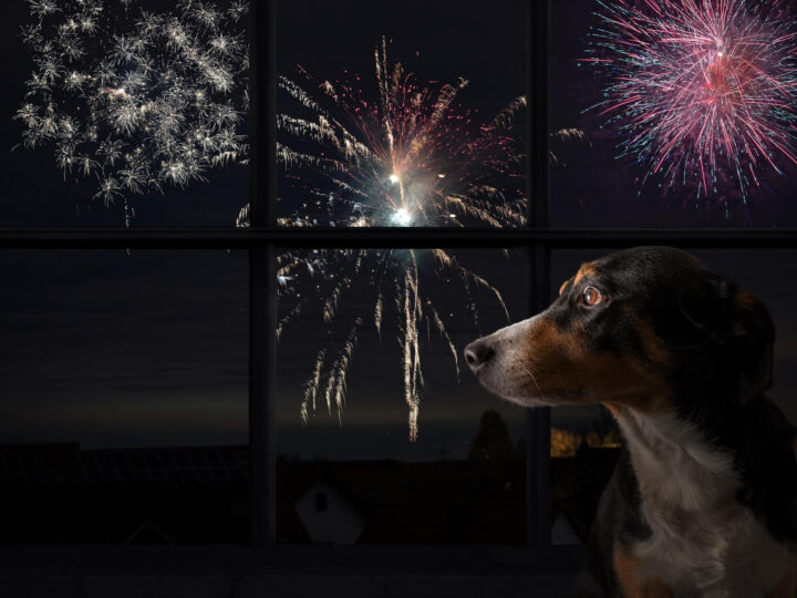 Pet Professionals in South Africa Advise Owners to Shield their Animals from Fireworks