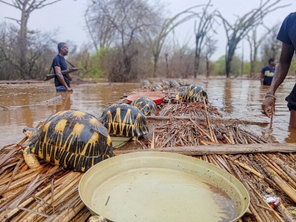 To Conserve Hundreds of Endangered tortoises, Madagascan Band Together