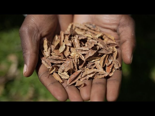 Kenyan Farmers Challenge the Prohibition on Seed Sharing in Court