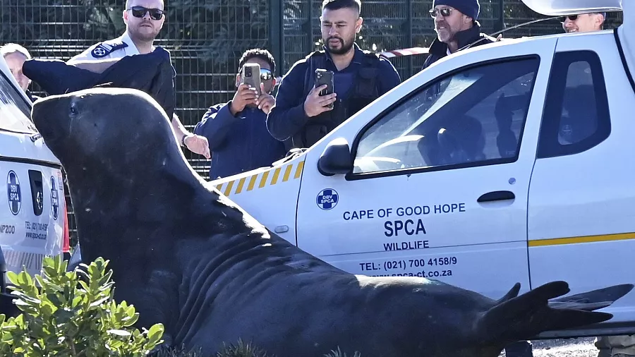 A Village in South Africa Awakens to the Sound of an Elephant seal Limping Through the Streets