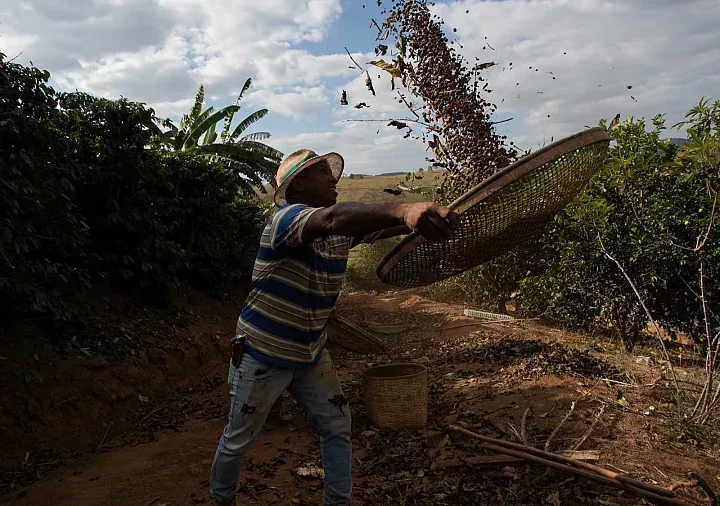 Brazilian Coffee Farmers are Left in the Dark by Trump’s Threat of Tariffs