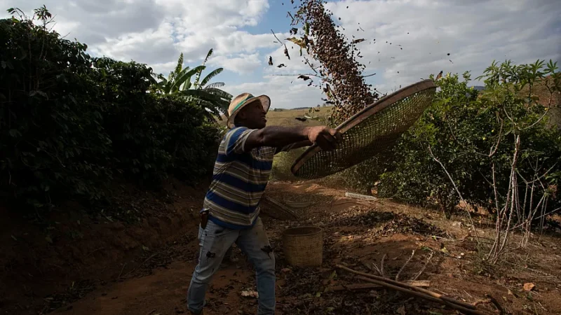 Brazilian Coffee Farmers are Left in the Dark by Trump’s Threat of Tariffs