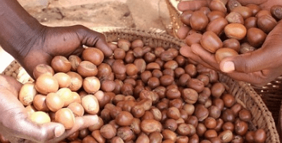To Support Domestic Industry, Nigeria Prohibits the Export of Raw Shea Nuts.