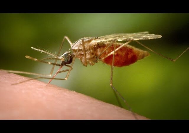 China Rushes to Contain the Epidemic of Chikungunya
