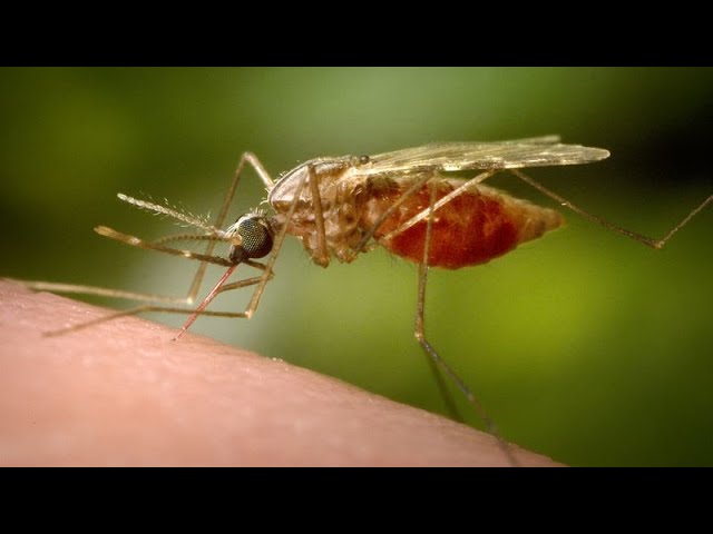 China Rushes to Contain the Epidemic of Chikungunya