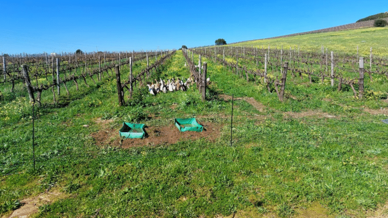 How Cattle and Ducks Are Helping a South African Vineyard Produce Superior Wine