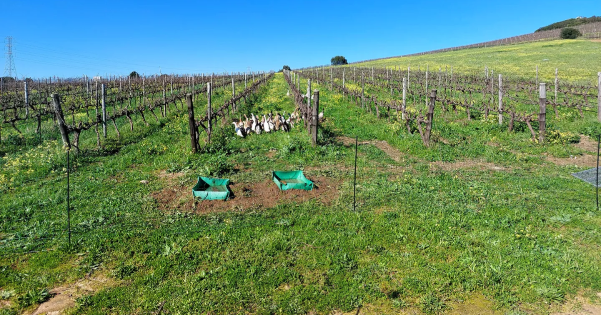 How Cattle and Ducks Are Helping a South African Vineyard Produce Superior Wine