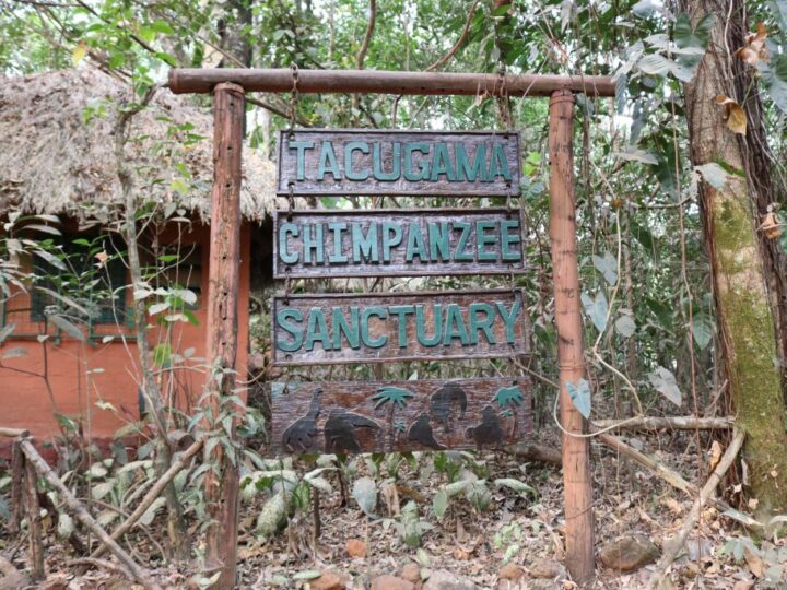 After Obtaining Forest Protection, the Chimpanzee Sanctuary in Sierra Leone Reopens