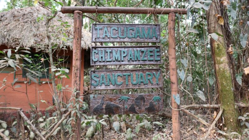 After Obtaining Forest Protection, the Chimpanzee Sanctuary in Sierra Leone Reopens
