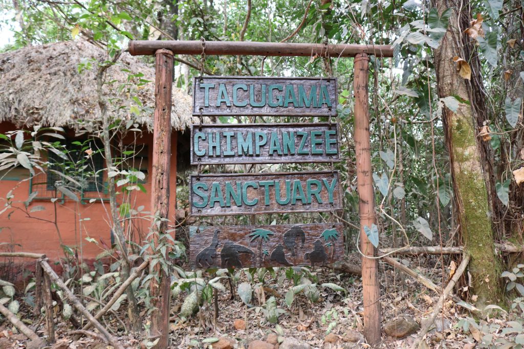 After Obtaining Forest Protection, the Chimpanzee Sanctuary in Sierra Leone Reopens