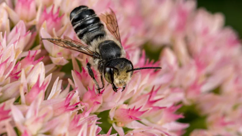 Bee Stings are Used to Treat Ailments in Kenya