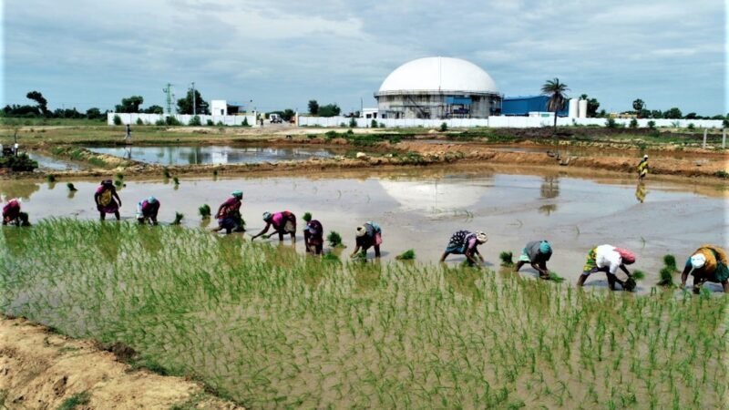 A DRC Biogas Firm Wants to Reduce Costs, Pollution, and Deforestation
