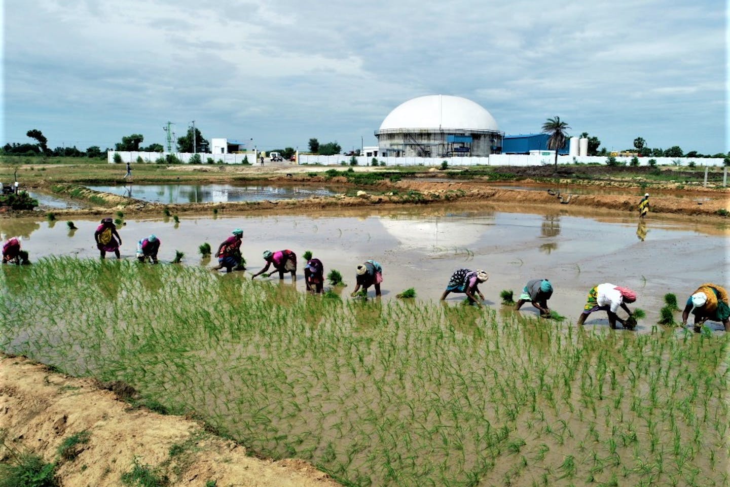 A DRC Biogas Firm Wants to Reduce Costs, Pollution, and Deforestation