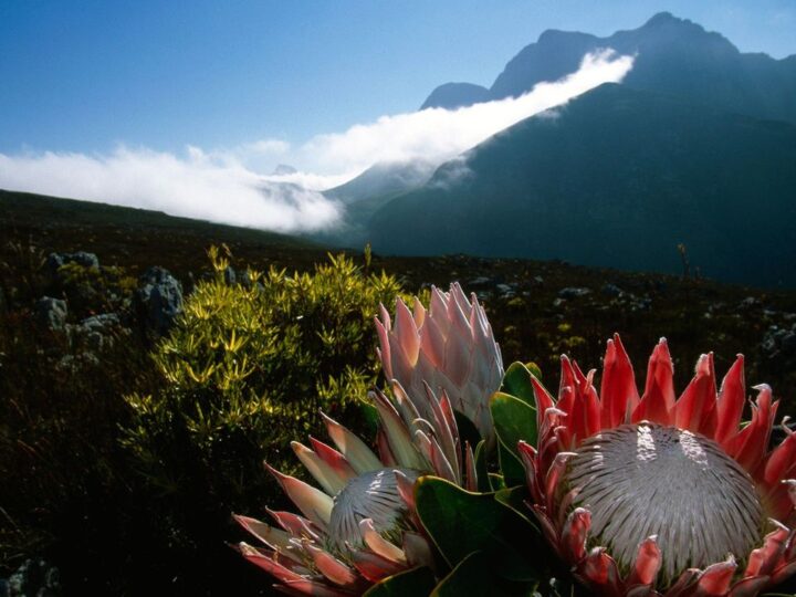 A Once-Extinct Flower is Now Thriving in a National Park in South Africa