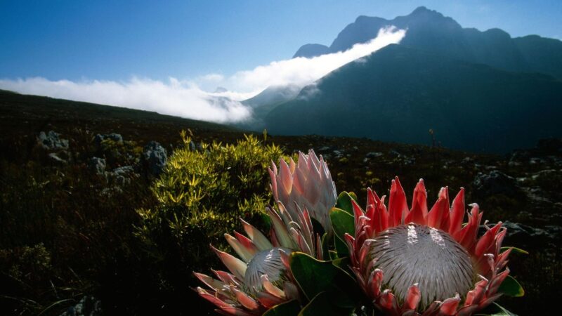 A Once-Extinct Flower is Now Thriving in a National Park in South Africa