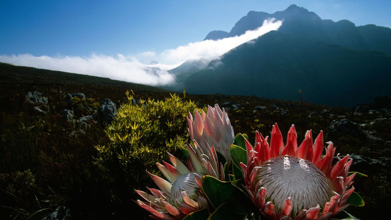 A Once-Extinct Flower is Now Thriving in a National Park in South Africa
