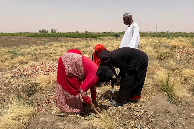 Sudanese Farmers Suffer as the Conflict in Iran Raises Prices