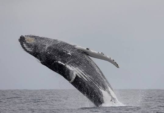 Sightings of Endangered Humback Whales are Rising in South Africa