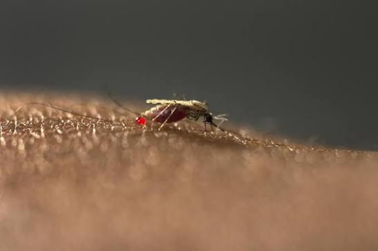 Fears of Malaria are Raised Throughout Africa by Invasive Mosquitoes
