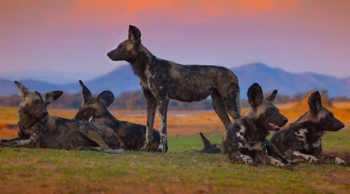 Meet the Wolves That Were Imported to South Africa During the Apartheid Era to Kill Locals