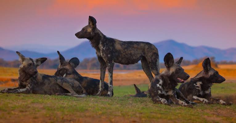 Meet the Wolves That Were Imported to South Africa During the Apartheid Era to Kill Locals