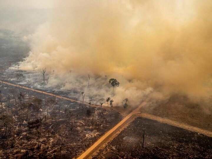 Deforestation Affects Fish Stocks and Lifestyles in the Central African Republic