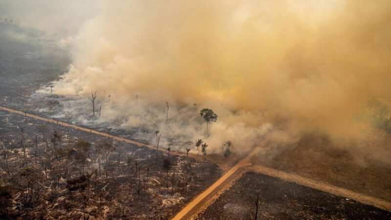 Deforestation Affects Fish Stocks and Lifestyles in the Central African Republic