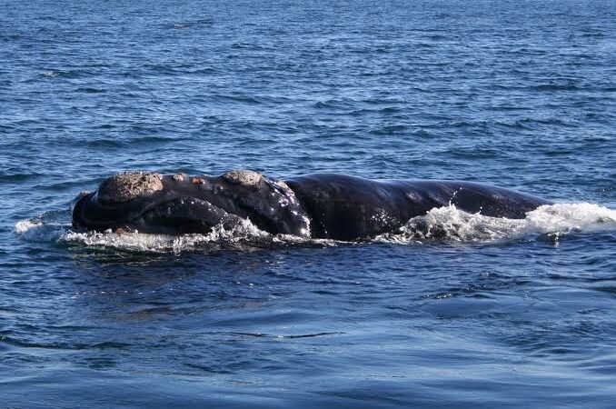 Observations of Southern Right Whales on an Annual Basis Offer Happiness to a Village in South Africa