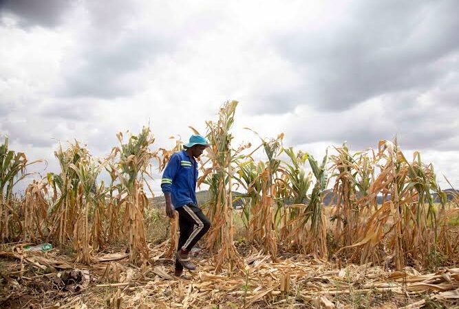 UN Agencies Want Assistance to Safeguard Vulnerable Nations Against the Upcoming Super El Niño